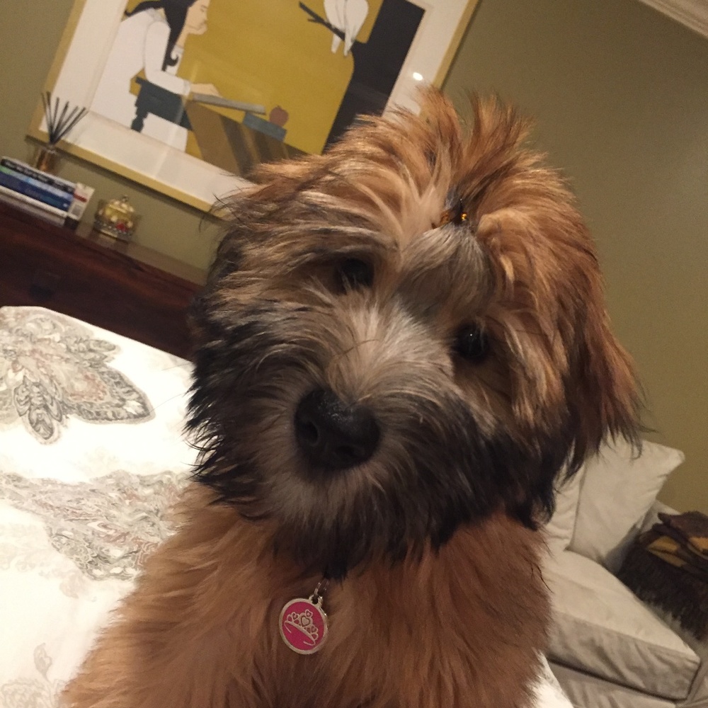 Meet your Posher, Cherie